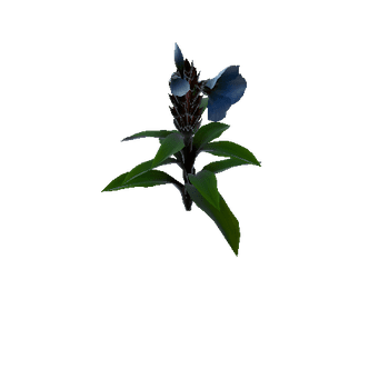 Flower cheilocostus speciosus4 1